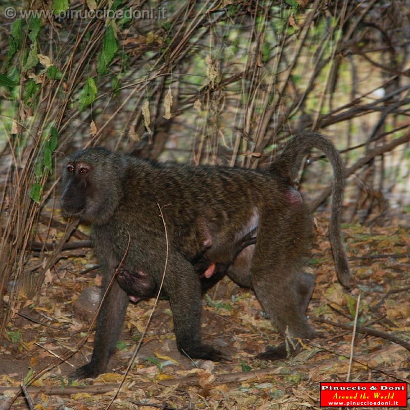 Ethiopia - Mago National Park - Baboons - 06.jpg